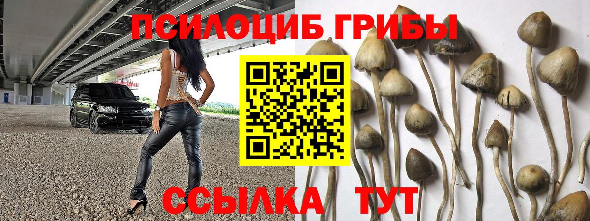 Ртищево  Псилоцибиновые грибы Psilocybine cubensis  закладки  Вход с VPN 